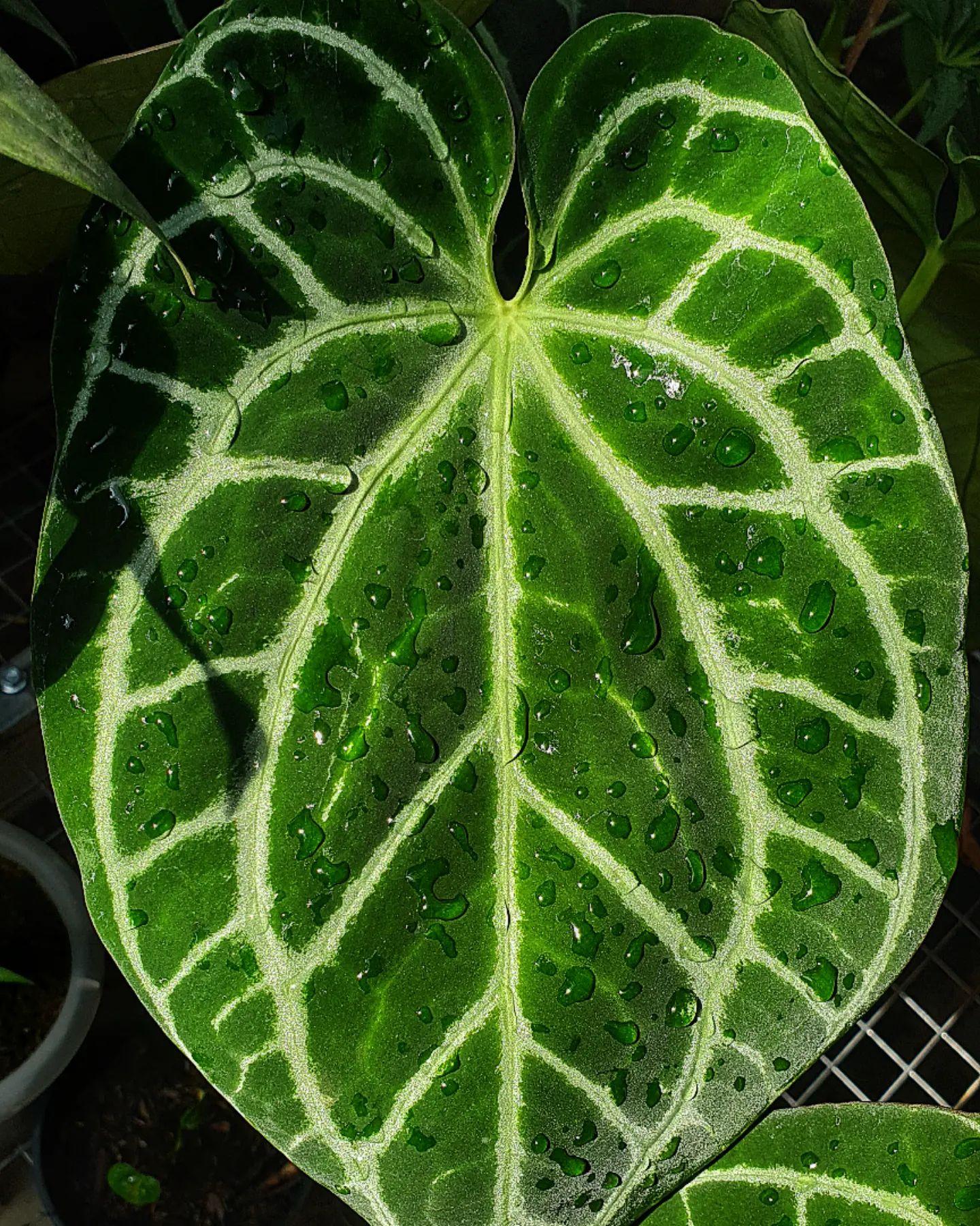Anthurium heinz plnt
